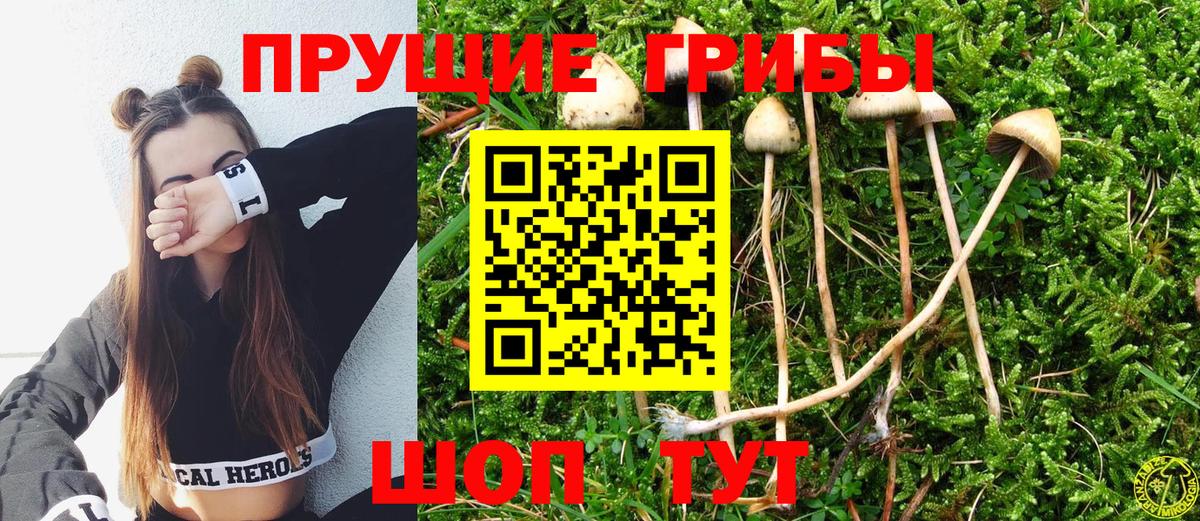 Благовещенск  Галлюциногенные грибы Psilocybe  Вход с VPN 